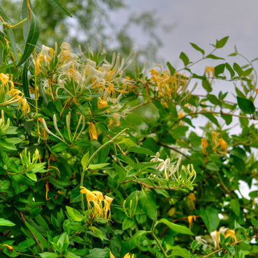 Lonicera kamtchatica - 6er-Set - Honigbeere
