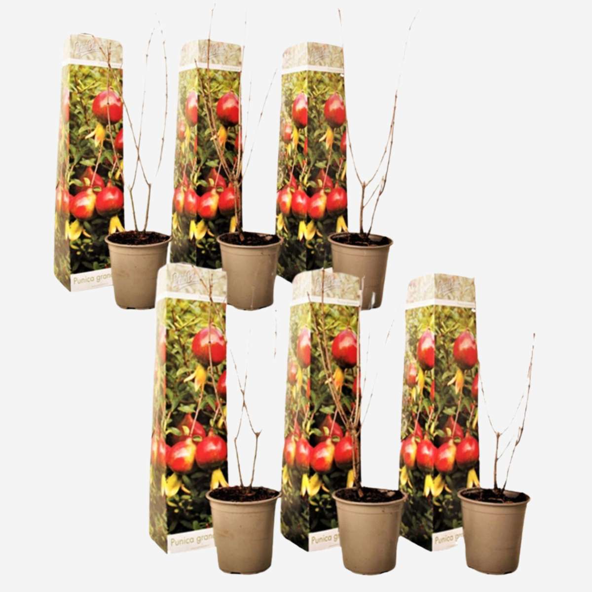 Punica Granatum - 6er-Set - Granatapfel