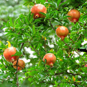 Punica Granatum - Set van 3 - Granaatappel