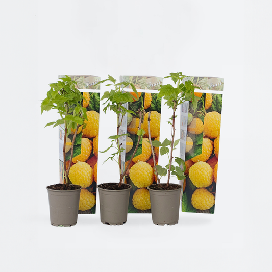 Framboosplanten - Set van 3 - Gele framboosplanten