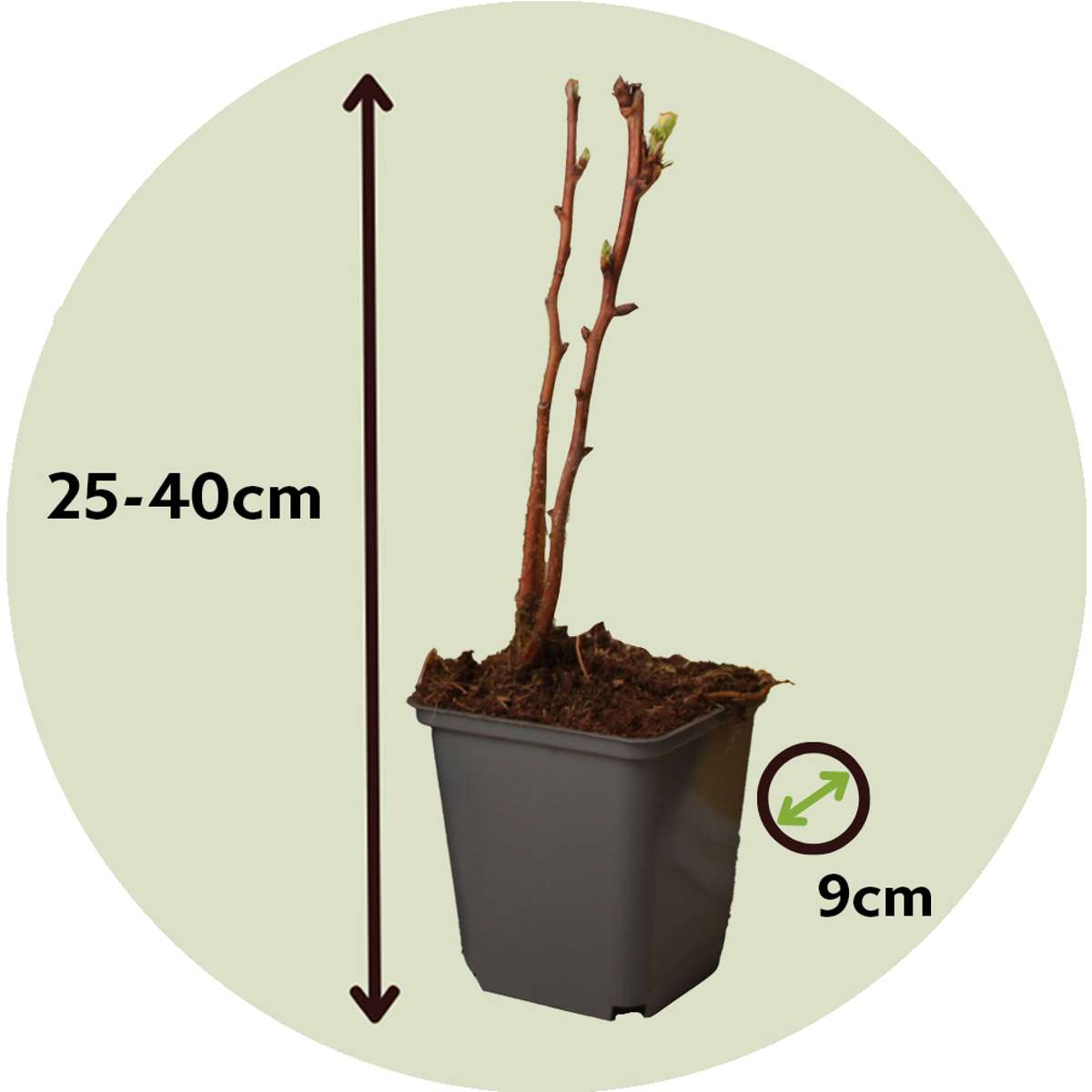Framboosplanten - Set van 3 - Gele framboosplanten