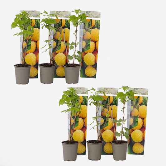 Framboosplanten - Set van 6 - Gele framboosplanten