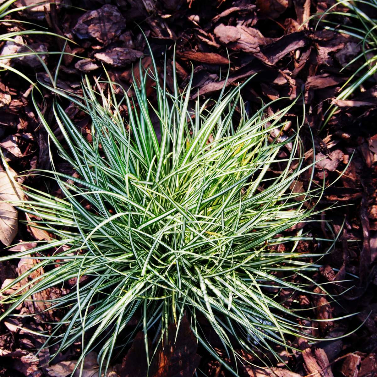 Carex 'Amazon Mist' - 6er-Set - Ziergras