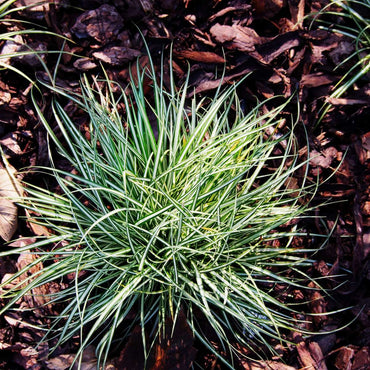 Carex 'Amazon Mist' - 6er-Set - Ziergras