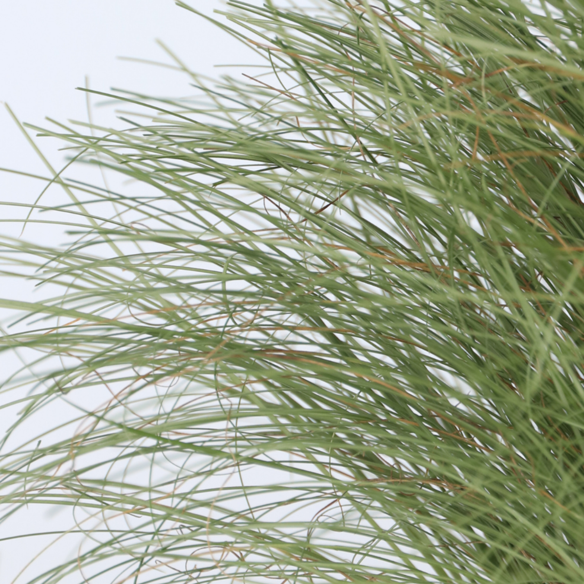 Carex 'Amazon Mist' - 6er-Set - Ziergras