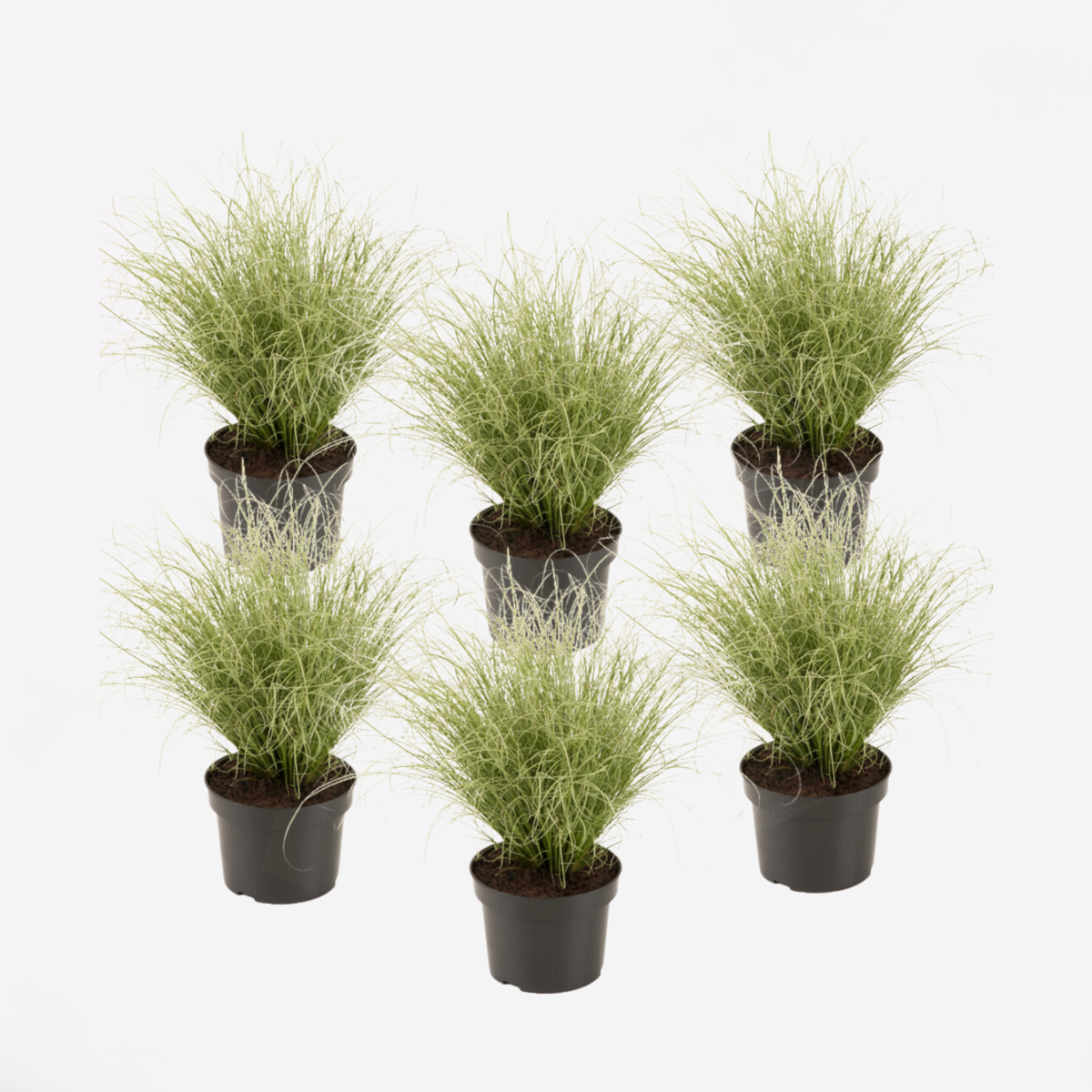 Carex 'Amazon Mist' - 6er-Set - Ziergras