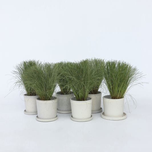 Carex 'Amazon Mist' - 6er-Set - Ziergras