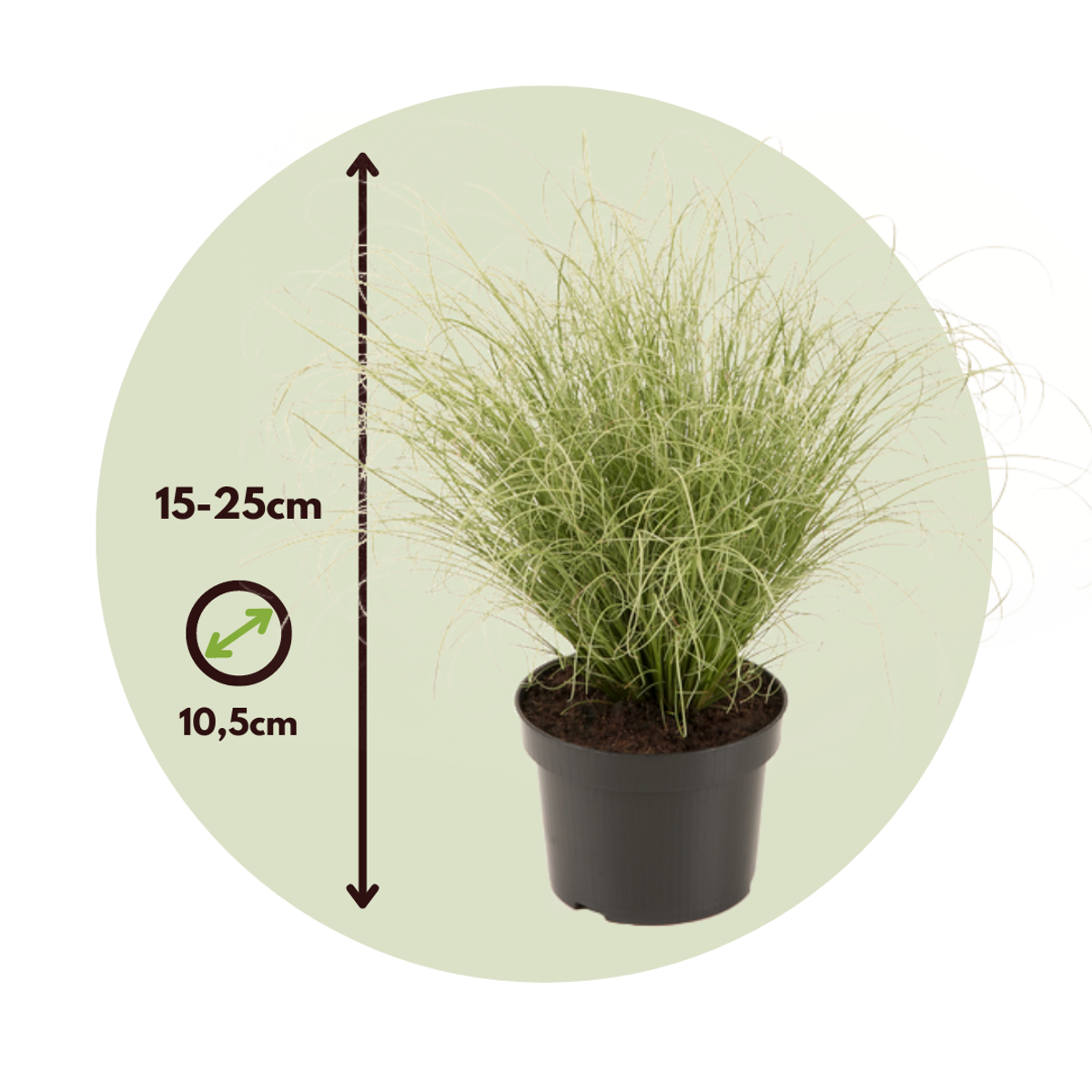 Carex 'Amazon Mist' - 6er-Set - Ziergras