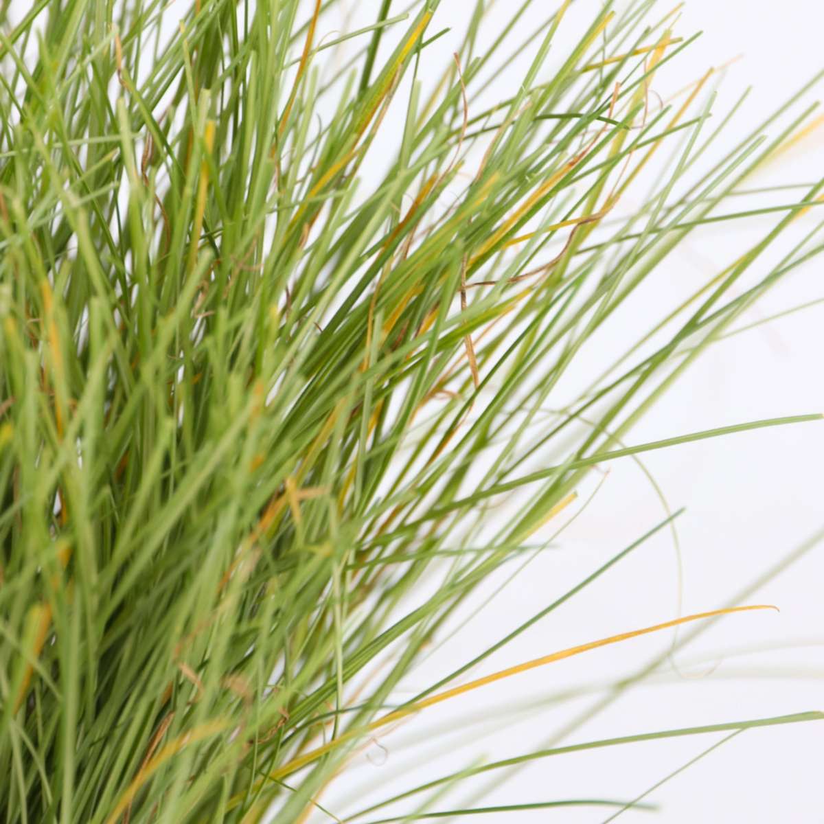 Carex Bronco - 6er-Set - Ziergras