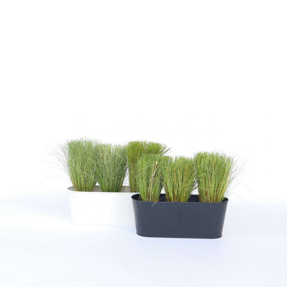 Carex Bronco - 6er-Set - Ziergras