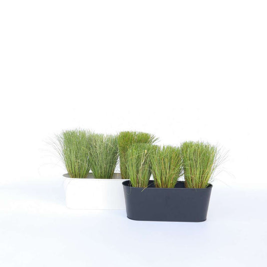Carex Bronco - 6er-Set - Ziergras