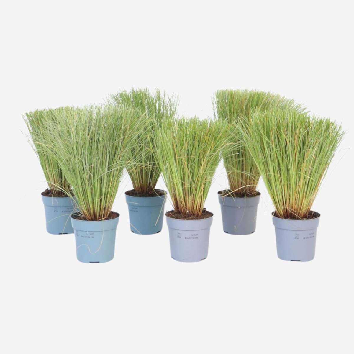 Carex Bronco - 6er-Set - Ziergras