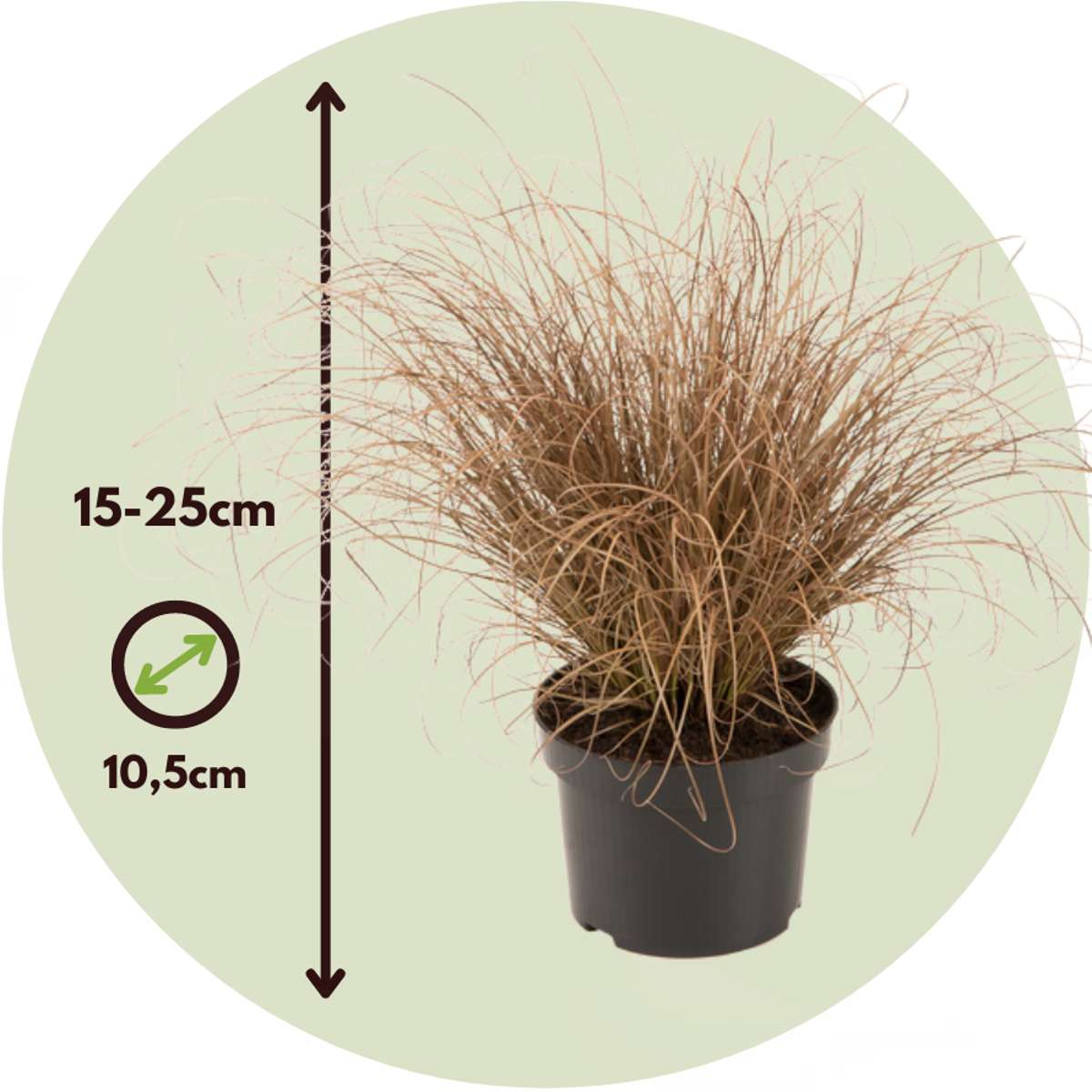 Carex Bronco - 6er-Set - Ziergras