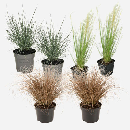 Ziergräser-Paket - 6er-Set