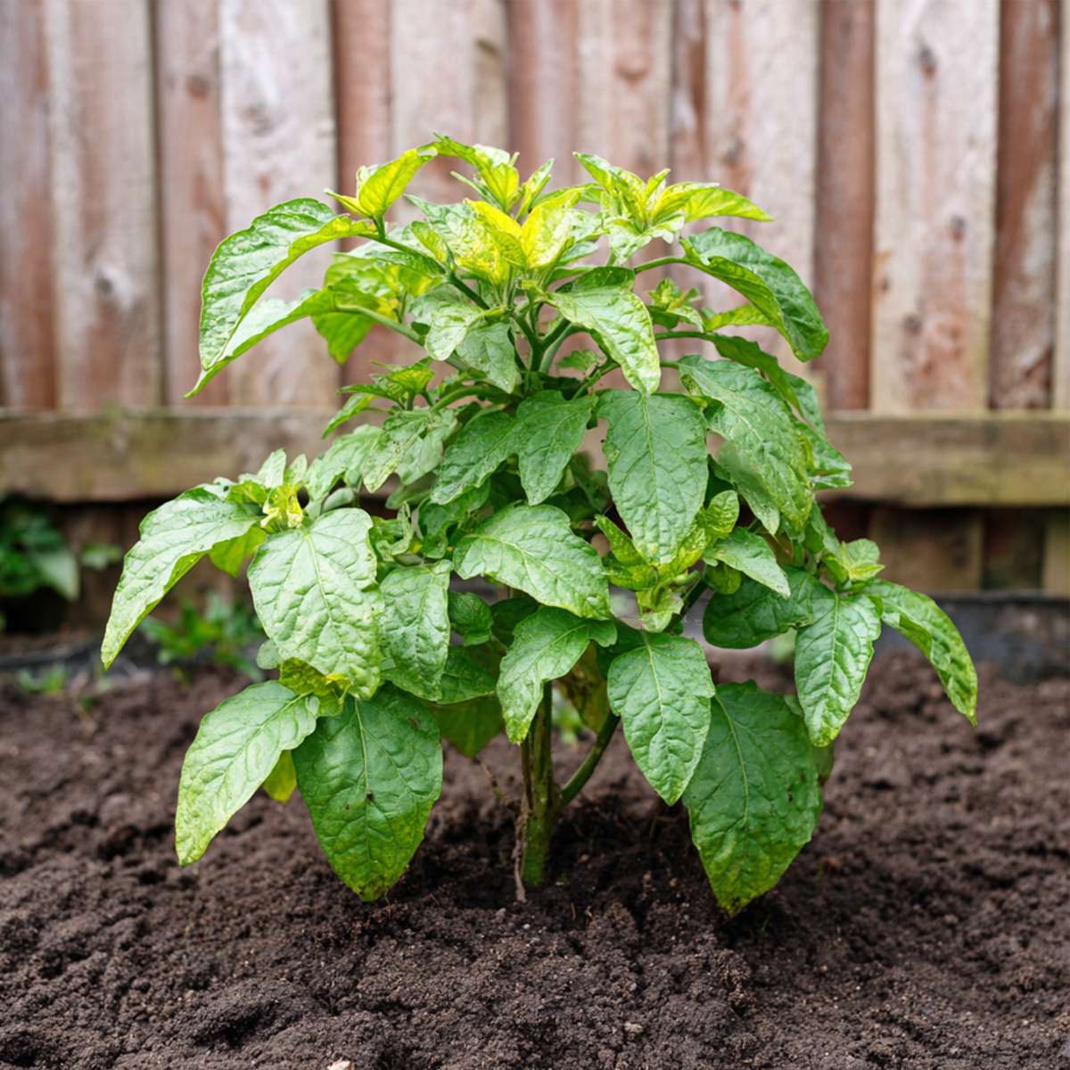 Solanum 'Pepino gold'  - Set van 3 - Meloenpeer