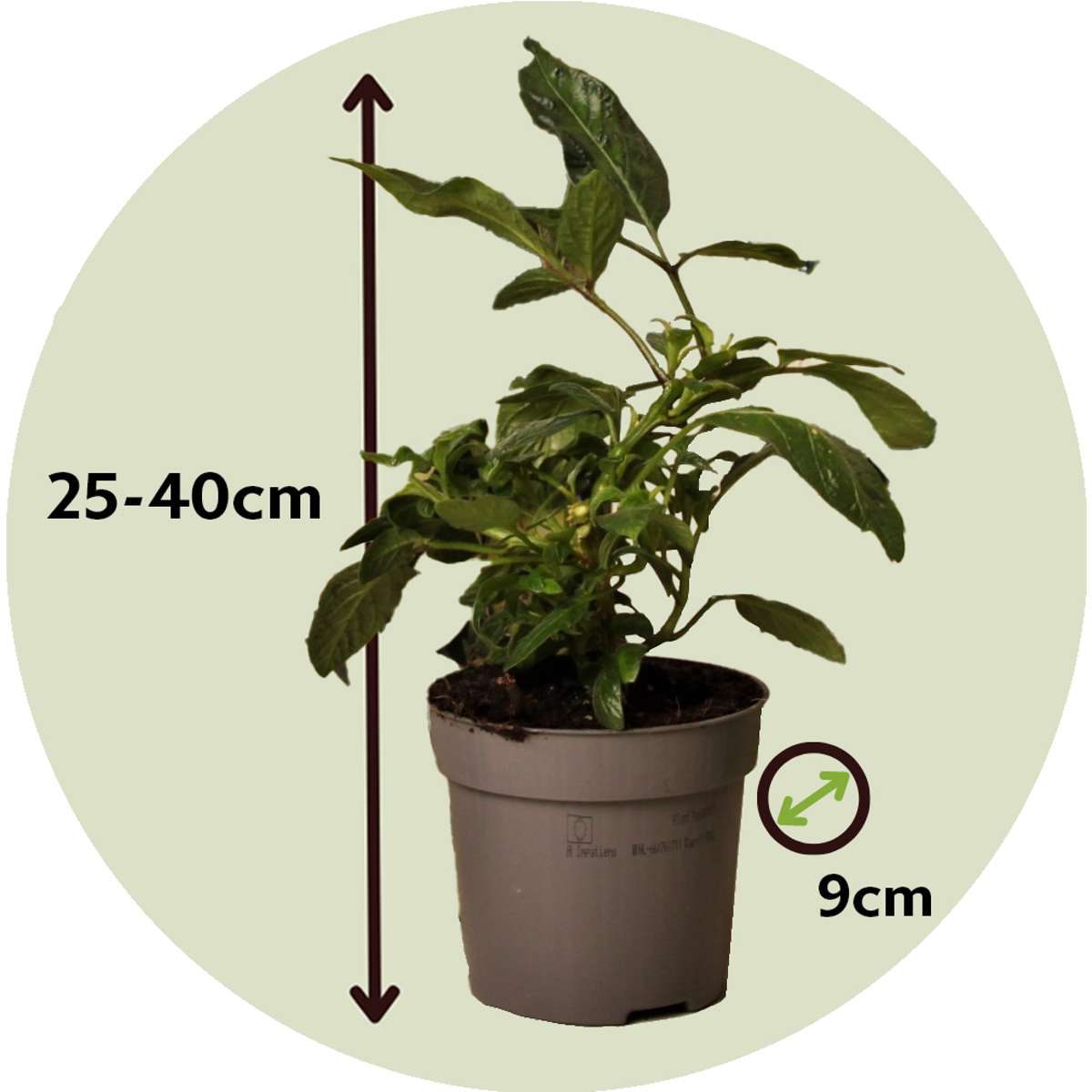 Solanum 'Pepino gold'  - Set van 3 - Meloenpeer