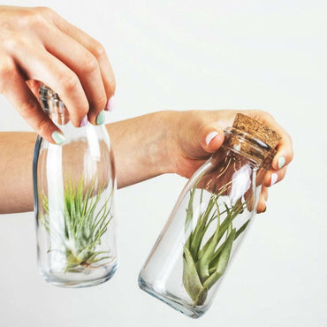 Tillandsia - 3er-Mix - Luftpflanzen in einer Glasflasche
