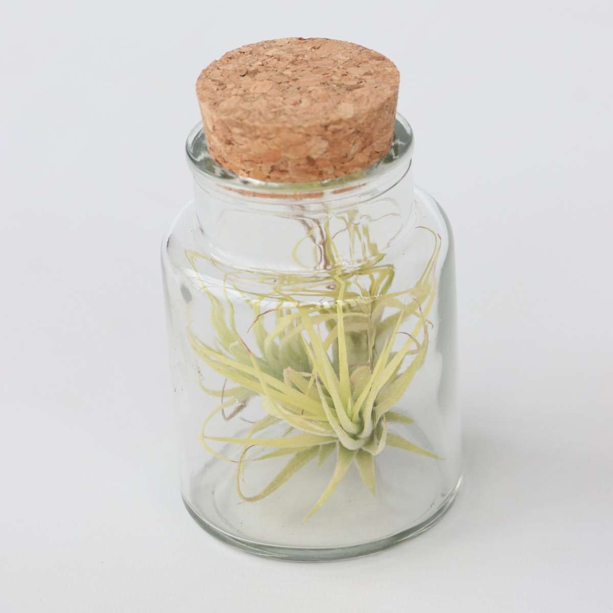 Tillandsia - 3er-Mix - Luftpflanzen in einer Glasflasche