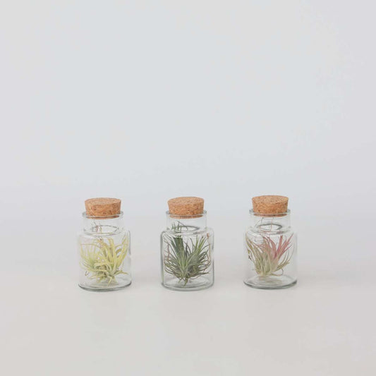 Tillandsia - 3er-Mix - Luftpflanzen in einer Glasflasche