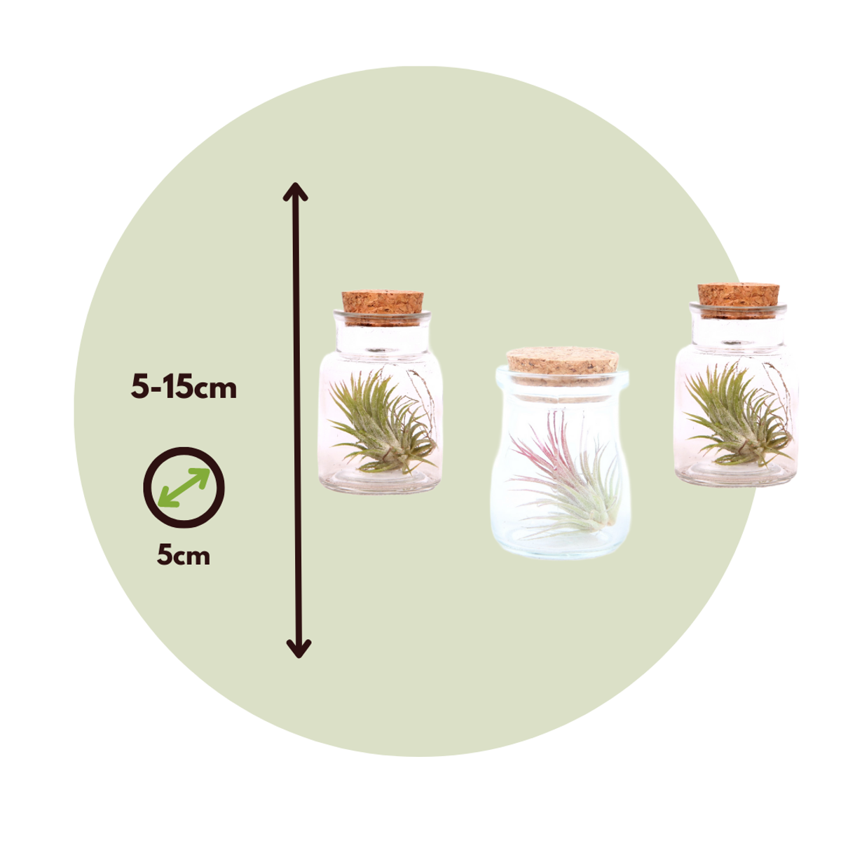 Tillandsia - 3er-Mix - Luftpflanzen in einer Glasflasche