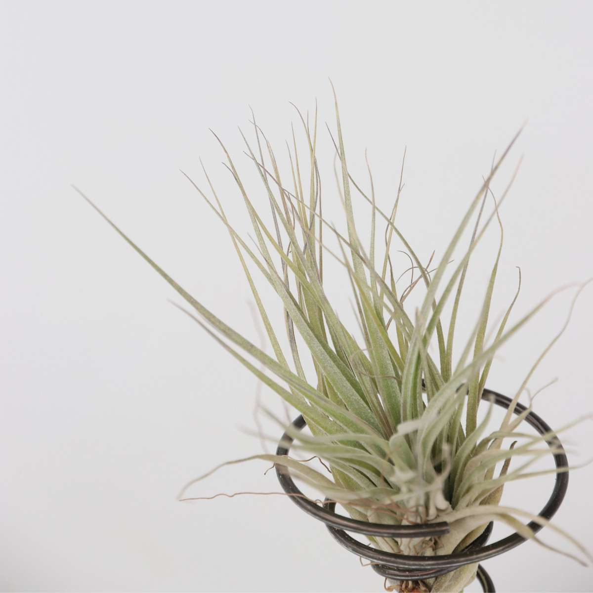 Tillandsia auf einer Spirale - 3 Luftpflanzen auf einer Spirale