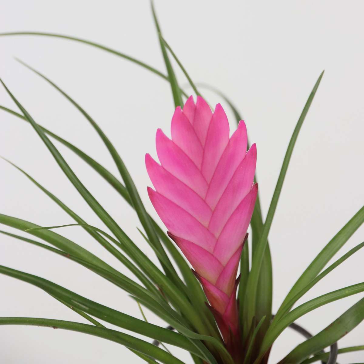 Tillandsia auf einer Spirale - 3 Luftpflanzen auf einer Spirale