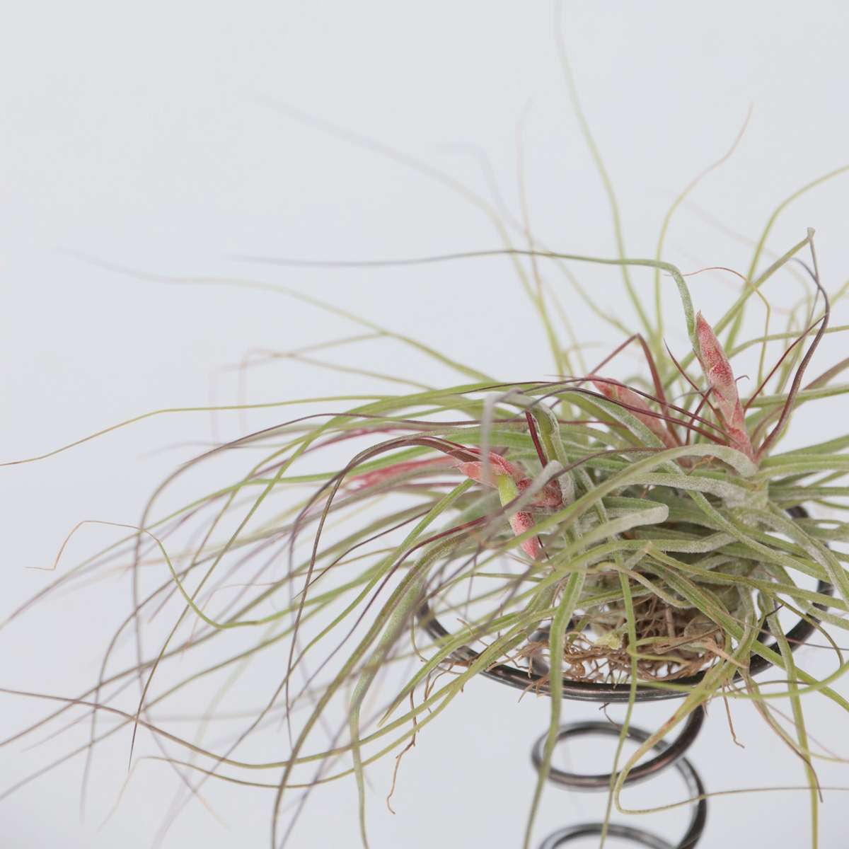 Tillandsia auf einer Spirale - 3 Luftpflanzen auf einer Spirale