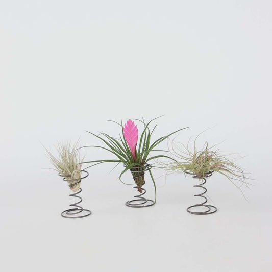 Tillandsia auf einer Spirale - 3 Luftpflanzen auf einer Spirale