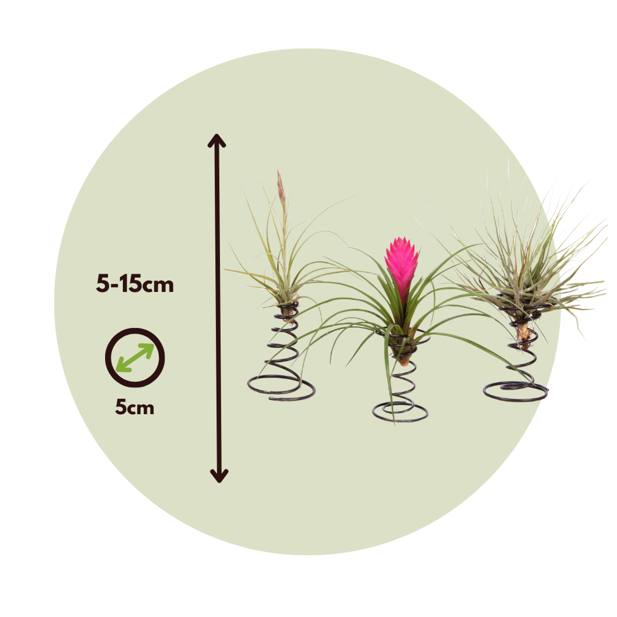Tillandsia auf einer Spirale - 3 Luftpflanzen auf einer Spirale