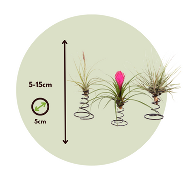 Tillandsia auf einer Spirale - 3 Luftpflanzen auf einer Spirale