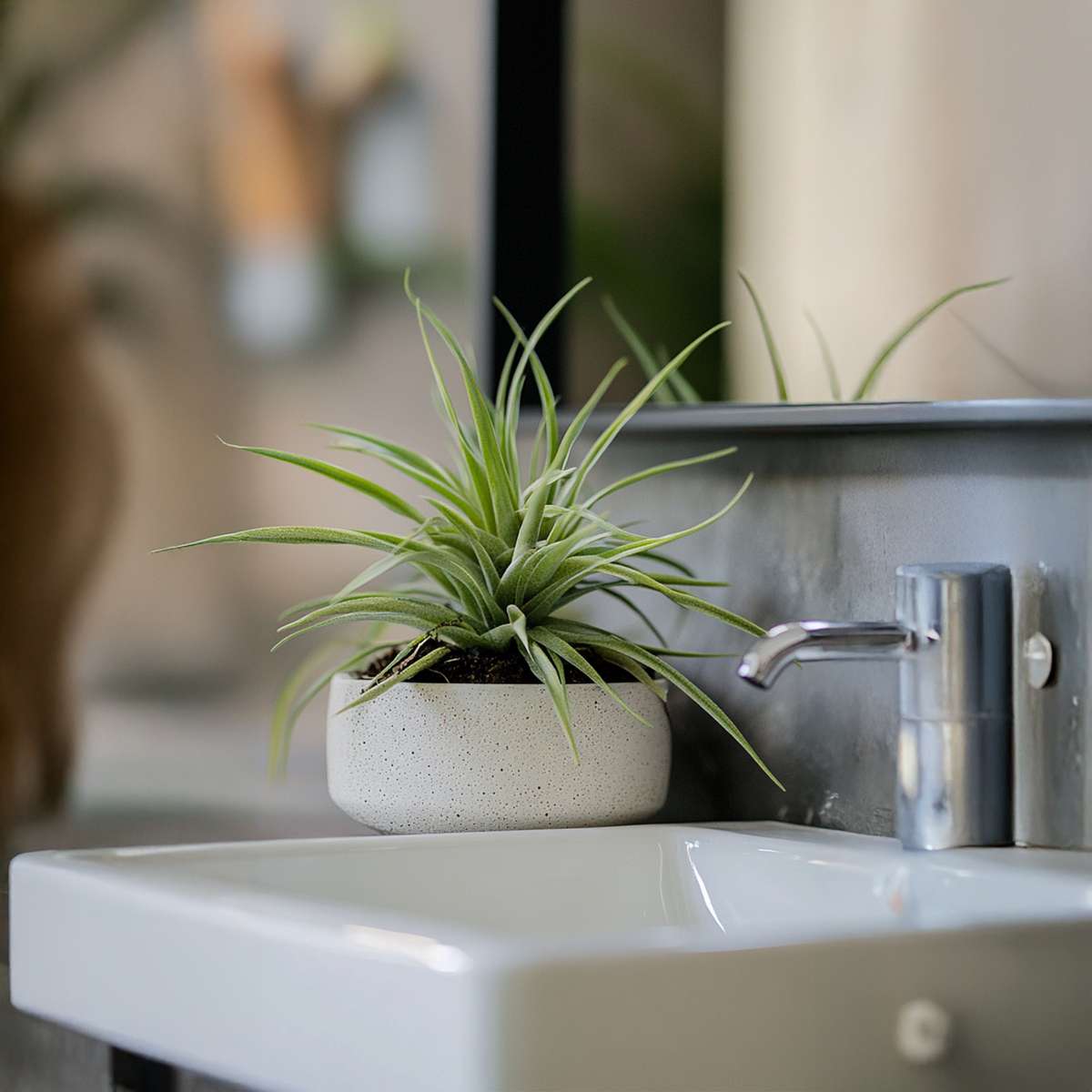 Tillandsia - 3er-Mix - Luftpflanzen