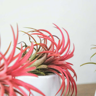 Tillandsia - 5er-Mix - Luftpflanzen