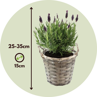 Lavandula stoechas 'Anouk' - Lavendel
