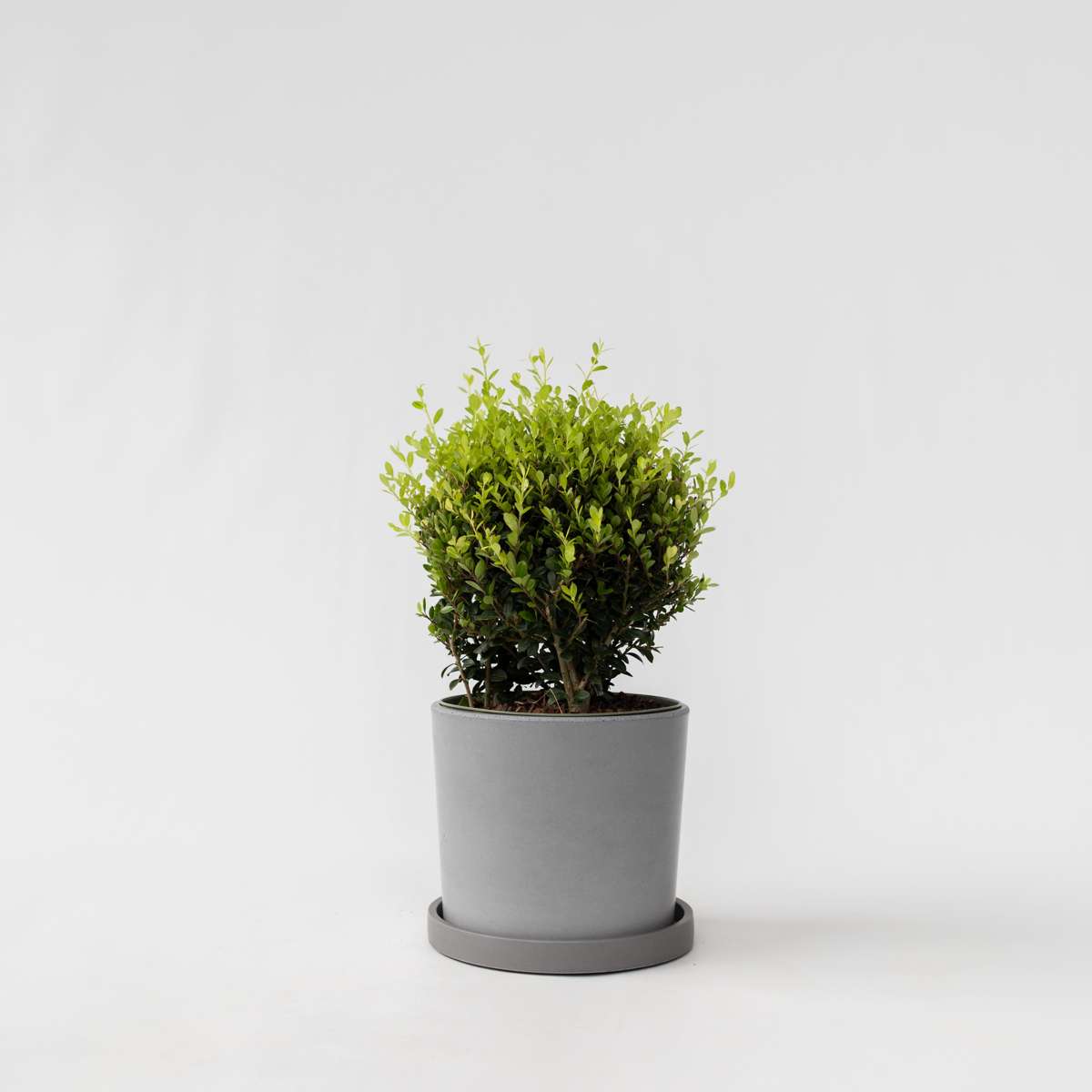Ilex crenata - Japanische Stechpalme