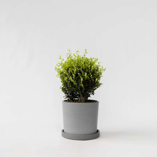 Ilex crenata - Japanische Stechpalme