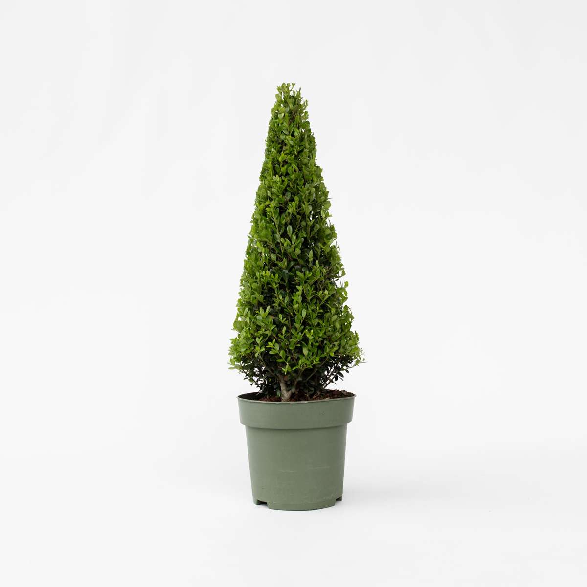 Ilex crenata 'piramide' - Japanische Stechpalme