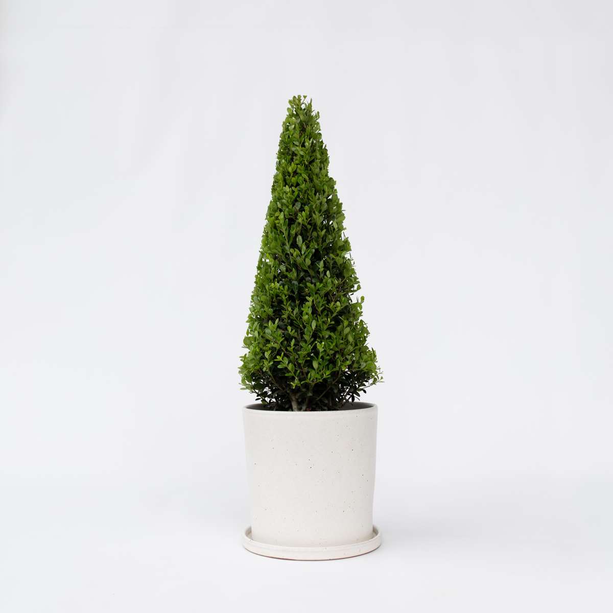 Ilex crenata 'piramide' - Japanische Stechpalme