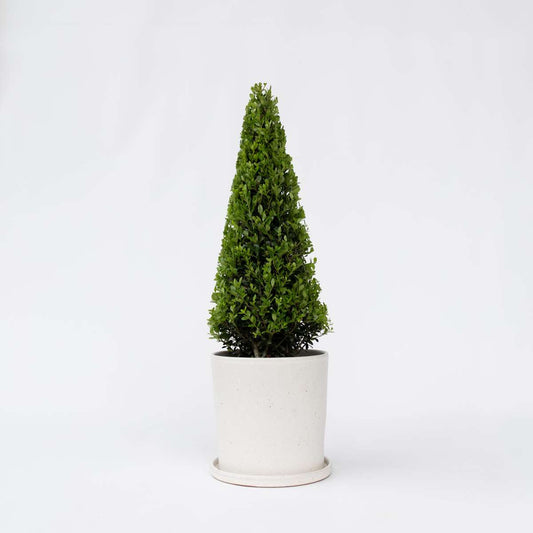 Ilex crenata 'piramide' - Japanische Stechpalme