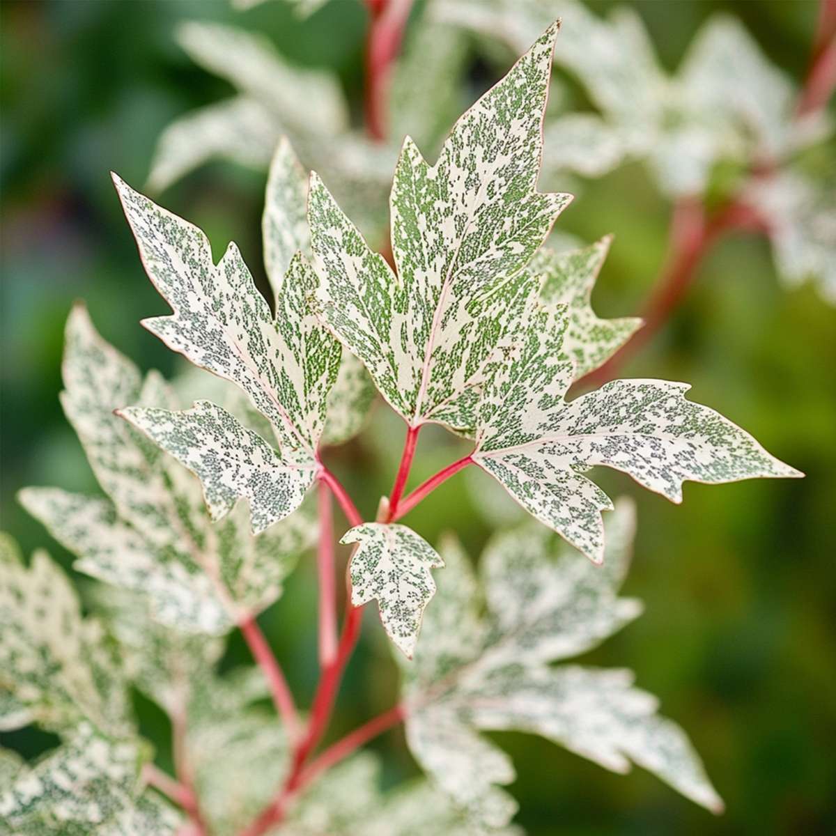 Acer palmatum 'Ukigumo' - Japanischer Ahorn