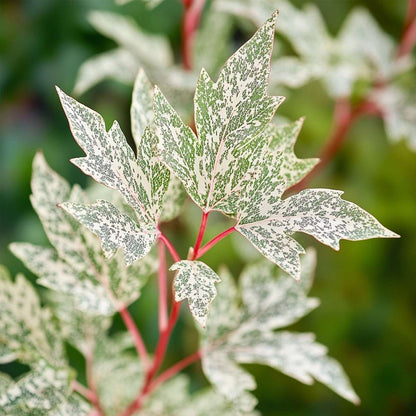 Acer palmatum 'Ukigumo' - Japanischer Ahorn