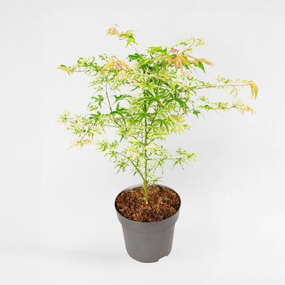 Acer palmatum 'Ukigumo' - Japanischer Ahorn