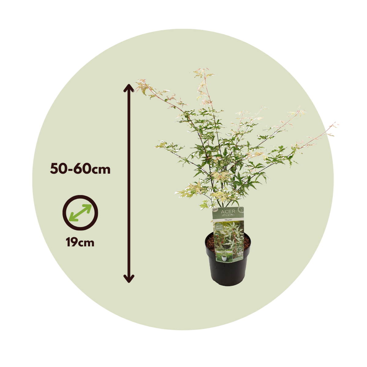 Acer palmatum 'Ukigumo' - 2er-Set - Japanischer Ahorn