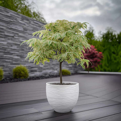 Acer palmatum 'Ukigumo' - 2er-Set - Japanischer Ahorn