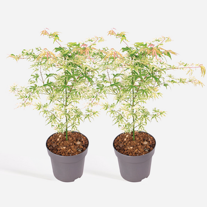 Acer palmatum 'Ukigumo' - 2er-Set - Japanischer Ahorn