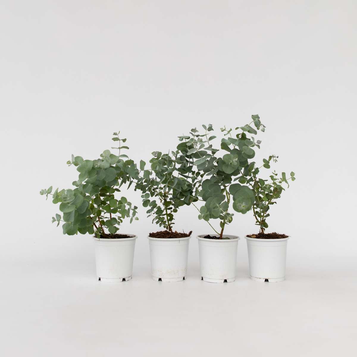 Eucalyptus Pulverulenta 'Babyblauw' - Set van 6