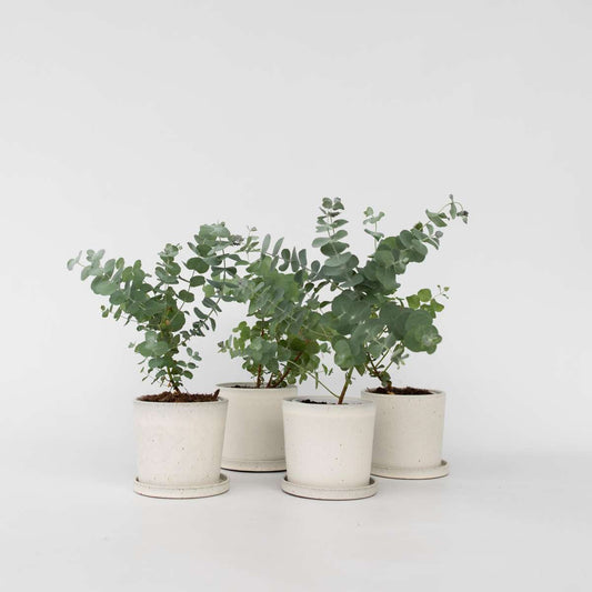 Eucalyptus Pulverulenta 'Babyblauw' - Set van 6