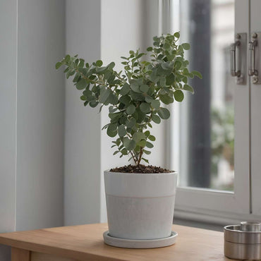 Eucalyptus Pulverulenta 'Babyblauw' - Set van 6