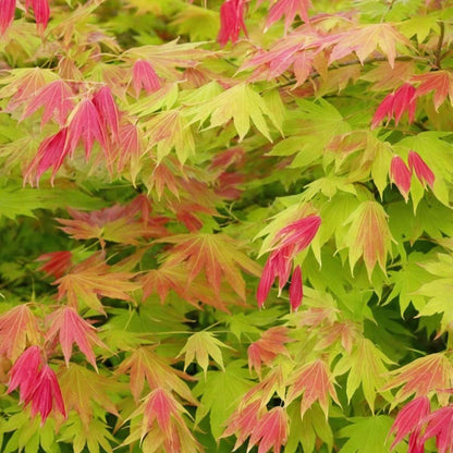 Acer palmatum 'Moonrise' - Japanischer Ahorn