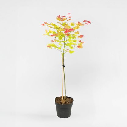 Acer palmatum 'Moonrise' - Japanischer Ahorn