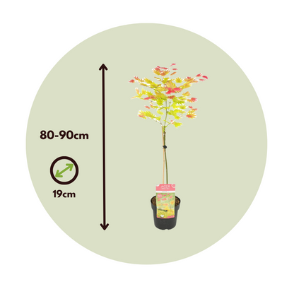 Acer palmatum 'Moonrise' - Japanischer Ahorn